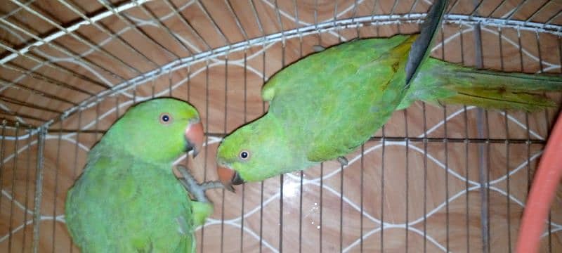 6 Months parrots pair 6