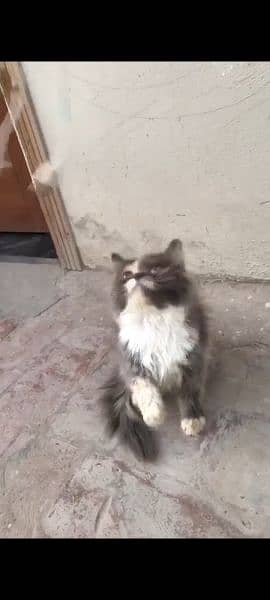 kitten pure Persian punch face 0