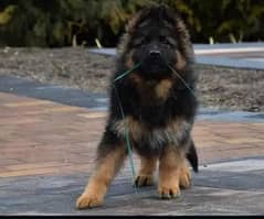 German shepherd long hair puppy