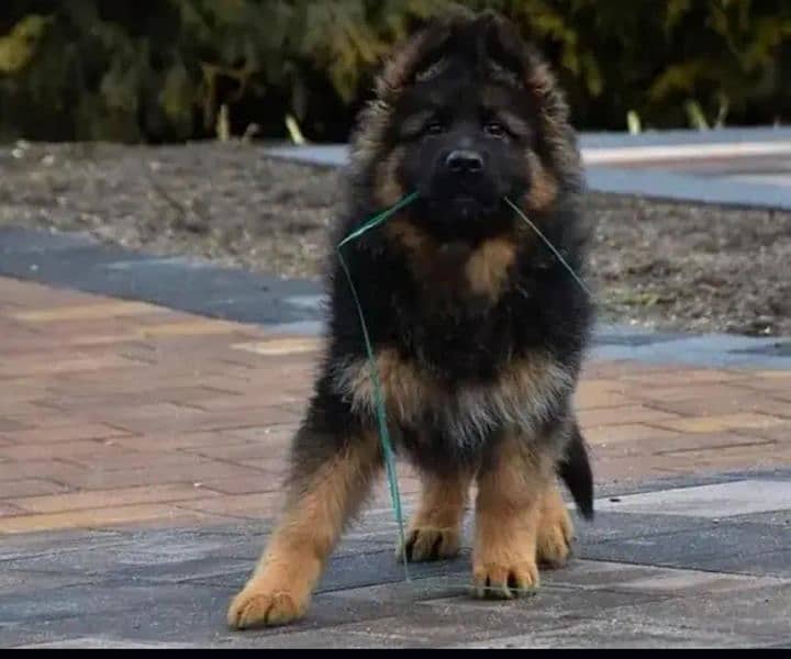 German shepherd long hair puppy 0