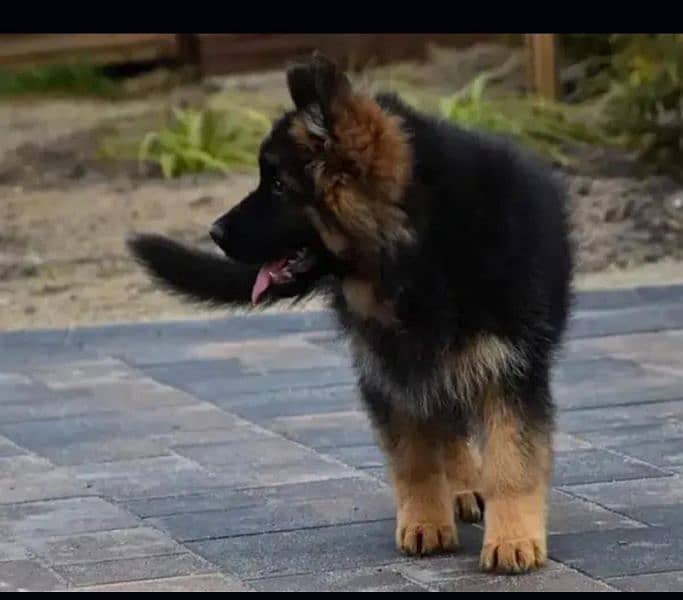 German shepherd long hair puppy 1