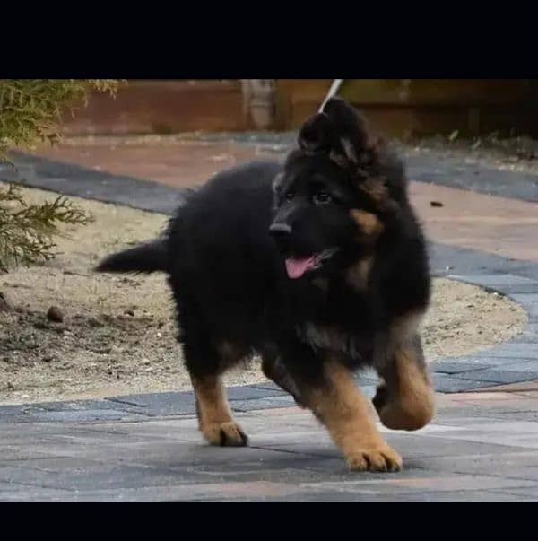 German shepherd long hair puppy 2