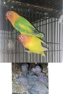 Lutino personata love bird Parrot Breeder pair