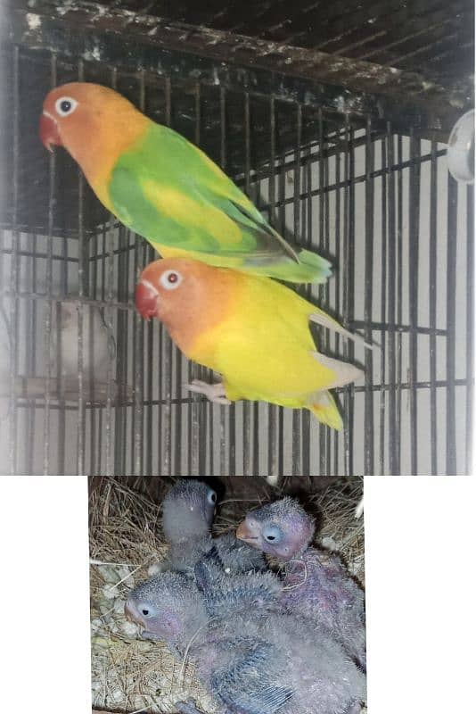 Lutino personata love bird Parrot Breeder pair 0