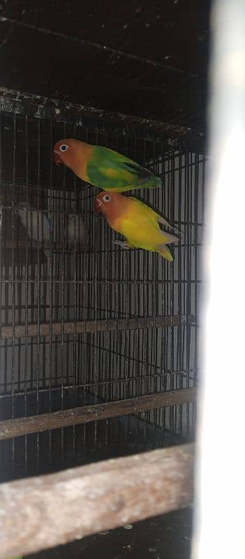 Lutino personata love bird Parrot Breeder pair 2