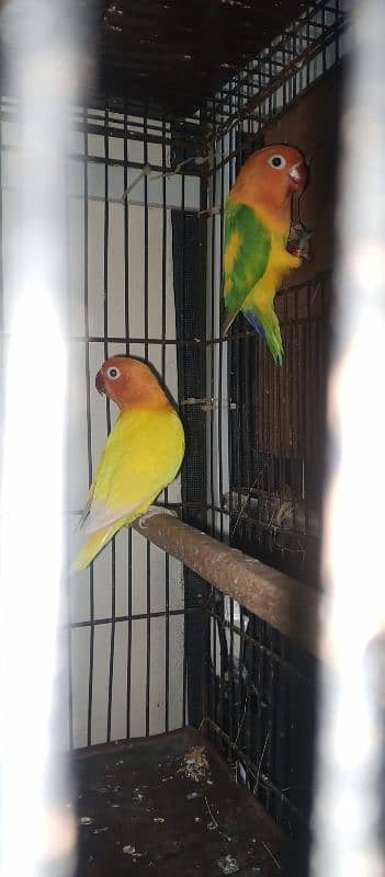 Lutino personata love bird Parrot Breeder pair 3