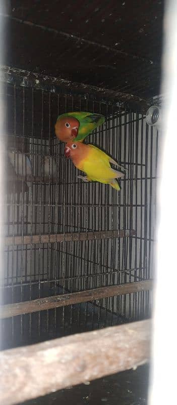 Lutino personata love bird Parrot Breeder pair 4