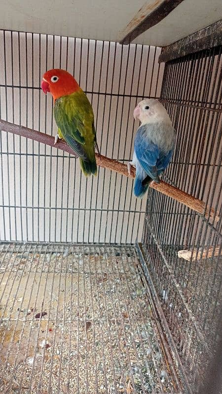 love bird breeder pair available for sale in lahore 0