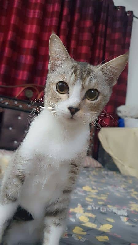 female kitten for adoption 0