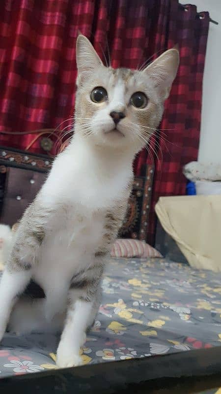 female kitten for adoption 1