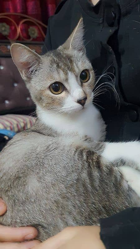 female kitten for adoption 2