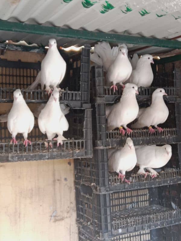 lakay pure white 4 sale 0