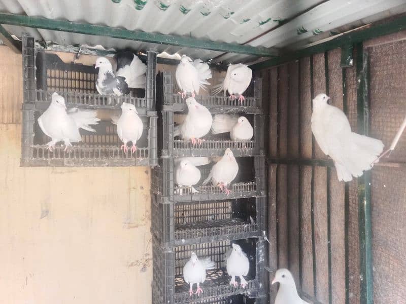 lakay pure white 4 sale 1