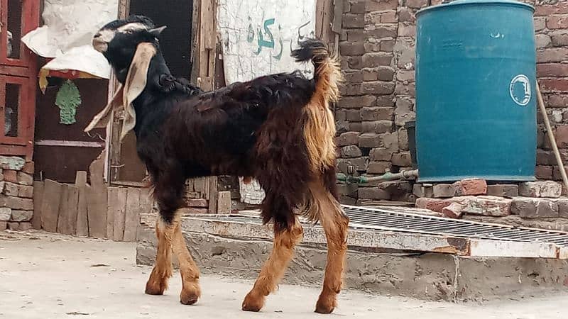 bakri for sale 0