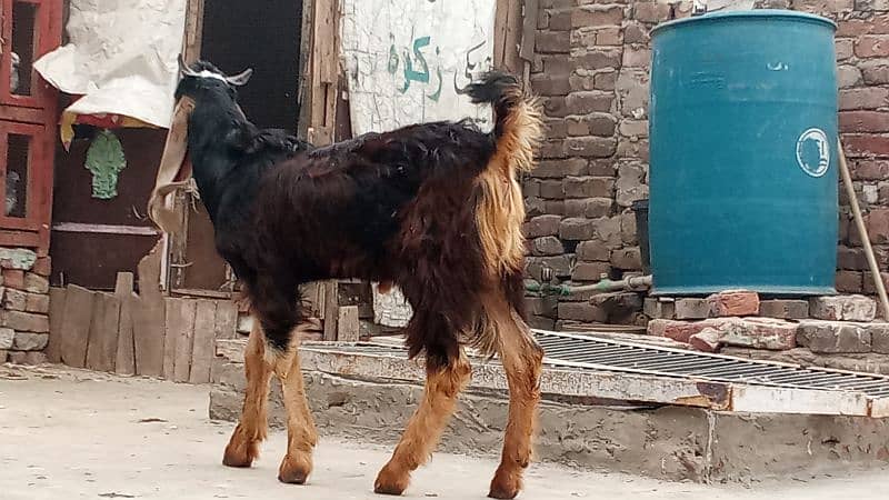 bakri for sale 1