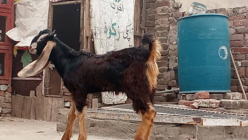 bakri for sale 2