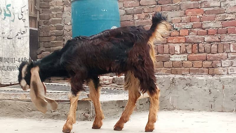 bakri for sale 3