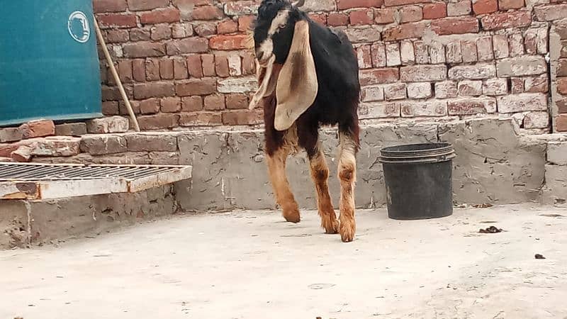 bakri for sale 5