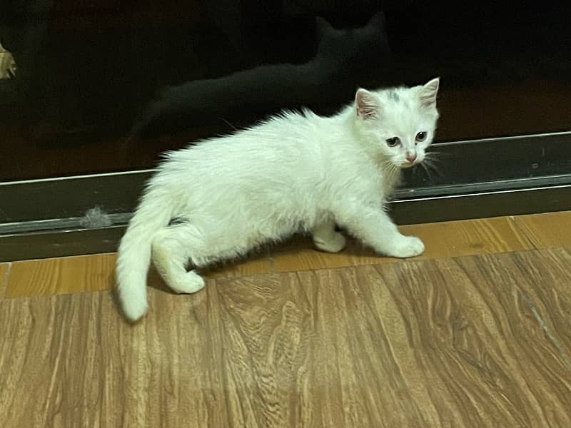 Persian Kitten White Male 45 days 0