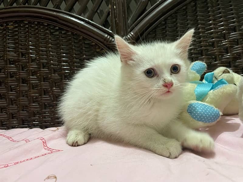 Persian Kitten White Male 45 days 2