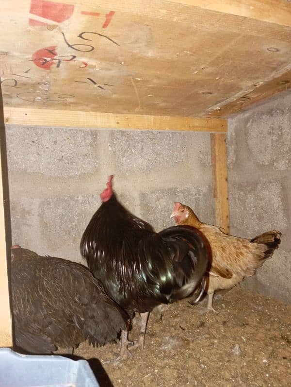 Australorp male only for sale 0