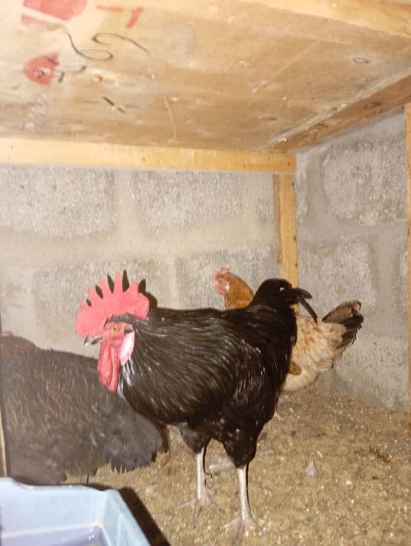 Australorp male only for sale 1