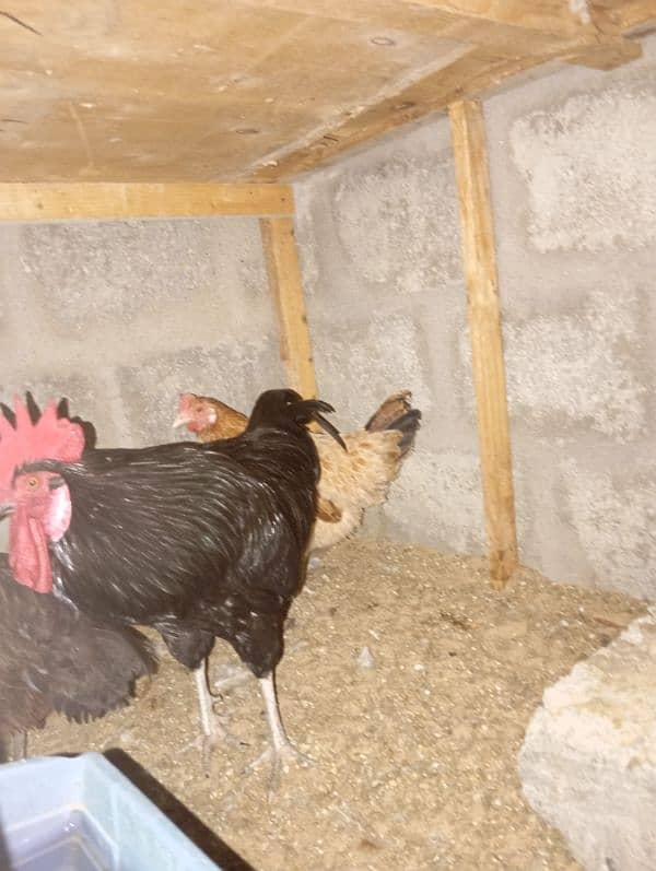 Australorp male only for sale 3