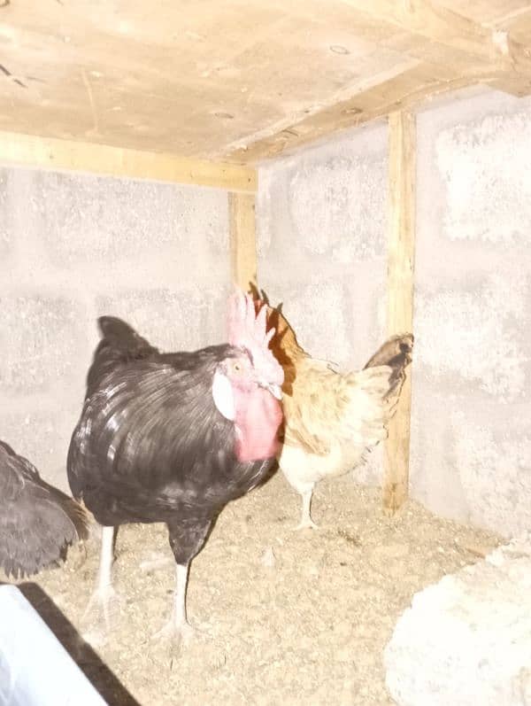 Australorp male only for sale 4