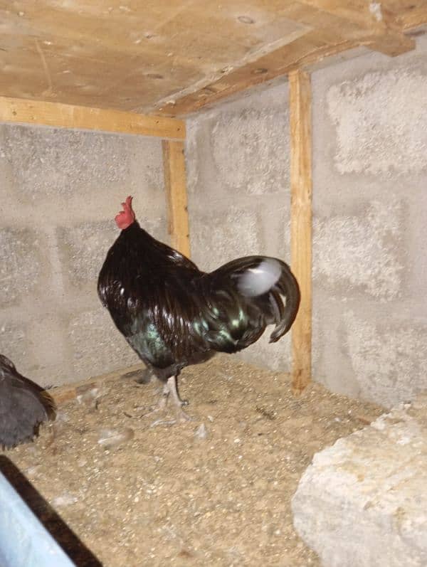 Australorp male only for sale 6