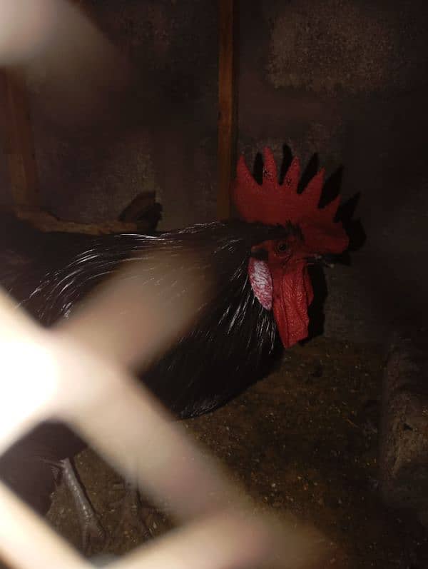 Australorp male only for sale 7