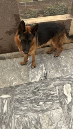 german shepherd dobel coat 03235003809