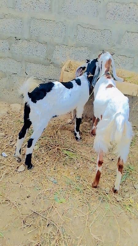 2 kubsurt female goats urgent sale 0