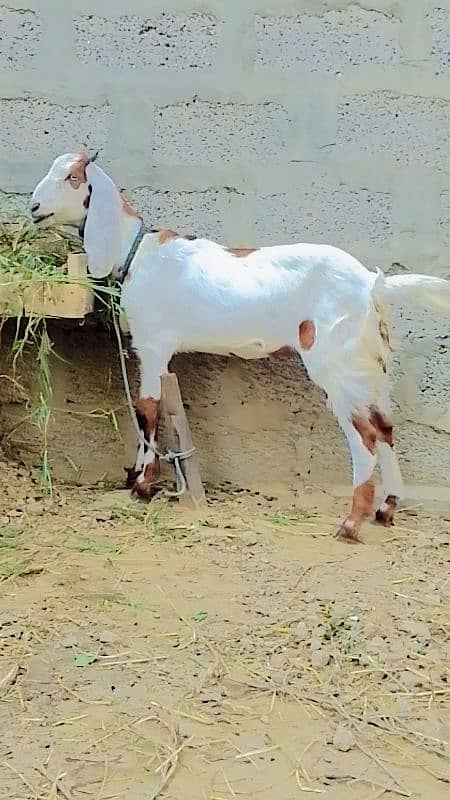 2 kubsurt female goats urgent sale 2