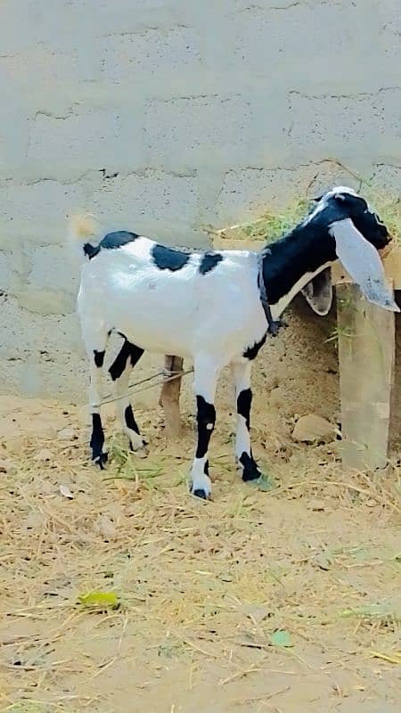 2 kubsurt female goats urgent sale 3