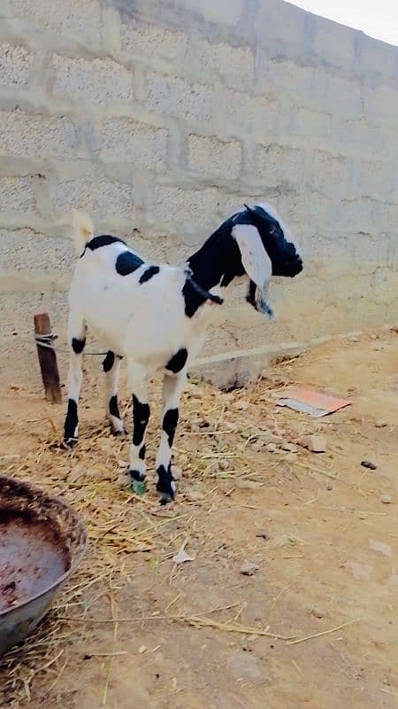 2 kubsurt female goats urgent sale 4