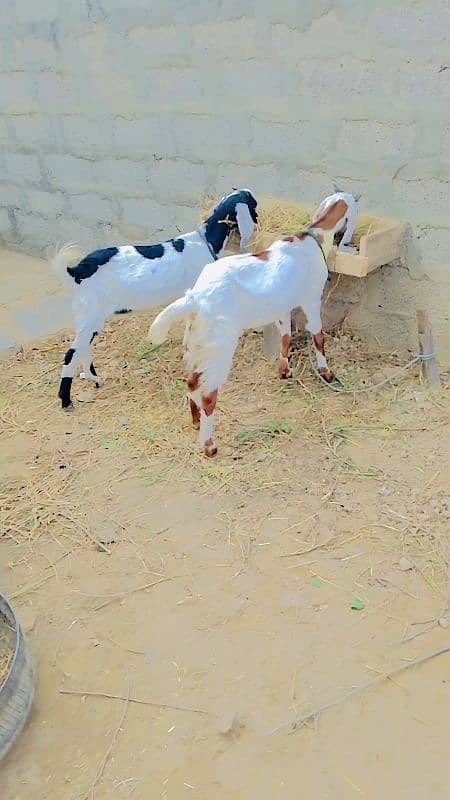 2 kubsurt female goats urgent sale 6