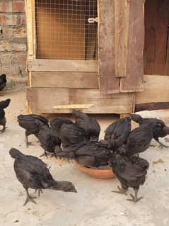 Ayam cemani chiks