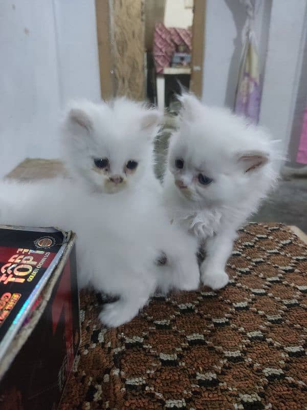 Pure perssion kitten tripple coat 03145244554 2