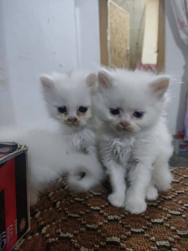 Pure perssion kitten tripple coat 03145244554 3