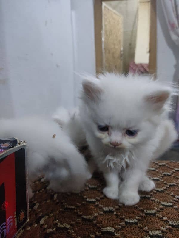 Pure perssion kitten tripple coat 03145244554 4