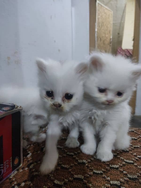 Pure perssion kitten tripple coat 03145244554 5