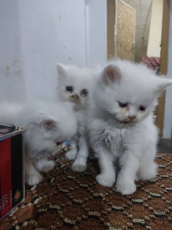 Pure perssion kitten tripple coat 03145244554 6