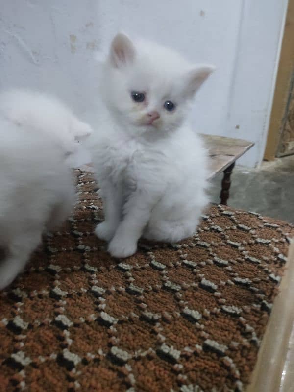 Pure perssion kitten tripple coat 03145244554 7