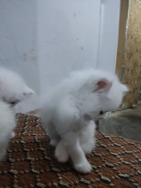 Pure perssion kitten tripple coat 03145244554 10