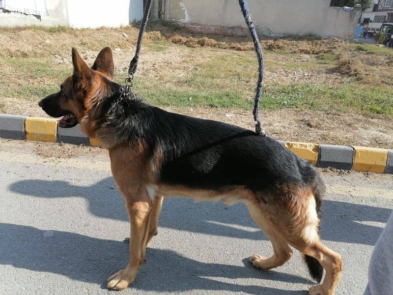 German Shepherd Dog UFS 7