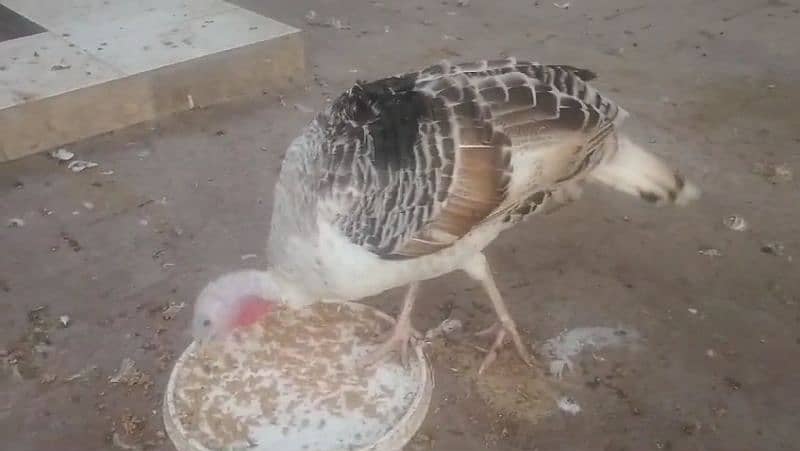 Female Breeder Turkey 1