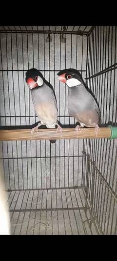 Grey java breeder pair