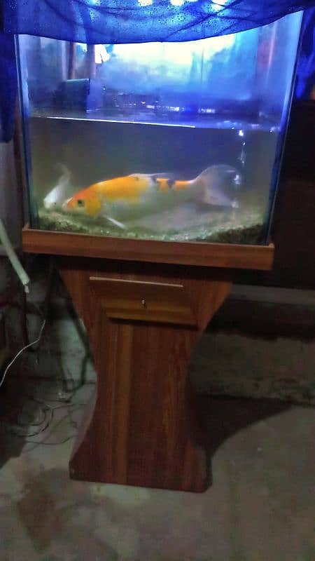 3 fishes with wooden aquarium 0