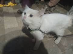 nice cat jis jo cahe contect kare 03180337833