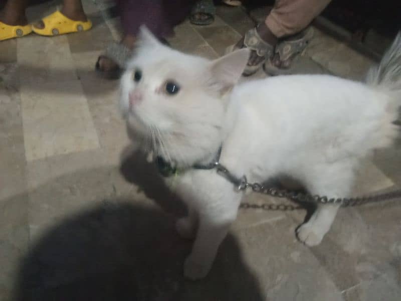 nice cat jis jo cahe contect kare 03180337833 0